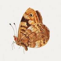 Vintage moth illustration set template