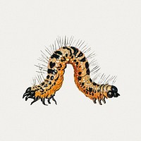 Vintage caterpillar illustration template
