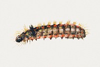 Vintage caterpillar illustration template