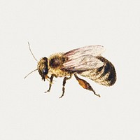 Bee from Sheet of Studies of Nine Insects (1660&ndash;1665) by <a href="https://www.rawpixel.com/search/Jan%20van%20Kessel?sort=curated&amp;type=all&amp;page=1">Jan van Kessel</a>. Original from The Rijksmuseum. Digitally enhanced by rawpixel.