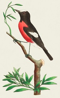 Vintage illustration of Red-bellied Flycatcher