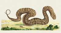 Vintage illustration of Arcochordus or Warted snake