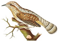 Wryneck illustration from The Naturalist&#39;s Miscellany (1789-1813) by George Shaw (1751-1813)