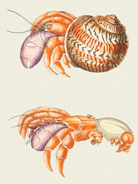 Diogenes crab illustration from The Naturalist&#39;s Miscellany (1789-1813) by George Shaw (1751-1813)