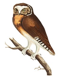 White-fronted Owl illustration from The Naturalist&#39;s Miscellany (1789-1813) by George Shaw (1751-1813)