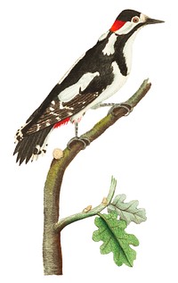 Greater spotted wood-pecker illustration from The Naturalist&#39;s Miscellany (1789-1813) by George Shaw (1751-1813)