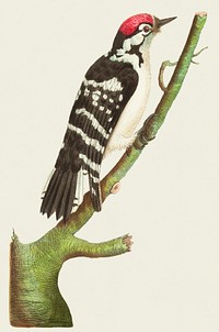 Lesser spotted woodpecker illustration from The Naturalist&#39;s Miscellany (1789-1813) by George Shaw (1751-1813)