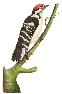 Lesser spotted woodpecker illustration from The Naturalist&#39;s Miscellany (1789-1813) by George Shaw (1751-1813)