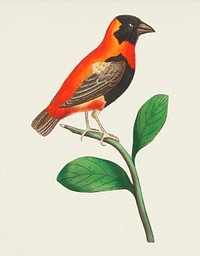 Grenadier grosbeak illustration from The Naturalist&#39;s Miscellany (1789-1813) by George Shaw (1751-1813)
