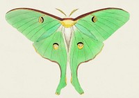 Luna or Large pea-green phalaena illustration from The Naturalist&#39;s Miscellany (1789-1813) by George Shaw (1751-1813)