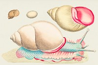 Occidental Bulla or Rofe-lipped snail illustration from The Naturalist&#39;s Miscellany (1789-1813) by George Shaw (1751-1813)