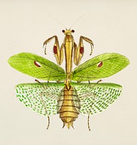 Sacred mantis or Idol mantis illustration from The Naturalist&#39;s Miscellany (1789-1813) by George Shaw (1751-1813)