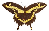 Thoas or Brownish-black papilio illustration from The Naturalist&#39;s Miscellany (1789-1813) by George Shaw (1751-1813)