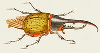 Hercules beetle illustration from The Naturalist's Miscellany (1789-1813) by George Shaw (1751-1813).
