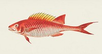 Vintage illustration of Five-spined bodian or Red bodian