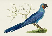 Hyacinthine maccaw or Long-tailed deep-blue maccaw illustration from The Naturalist&#39;s Miscellany (1789-1813) by George Shaw (1751-1813)