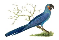 Hyacinthine maccaw or Long-tailed deep-blue maccaw illustration from The Naturalist's Miscellany (1789-1813) by George Shaw (1751-1813)