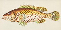 Vintage Illustration of Red-spotted perch or Yellowish-white perch