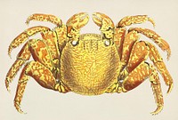 Varigated crab illustration from The Naturalist's Miscellany (1789-1813) by George Shaw (1751-1813).