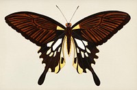 Vintage illustration of Black butterfly with tailed wings