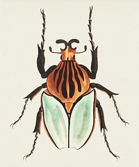 Cacique Beetle illustration from The Naturalist&#39;s Miscellany (1789-1813) by George Shaw (1751-1813)