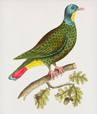 Vintage illustration of Black-capped Pigeon