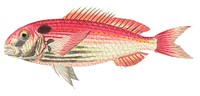 Pagre Sparus or Red Gilthead illustration from The Naturalist&#39;s Miscellany (1789-1813) by George Shaw (1751-1813)