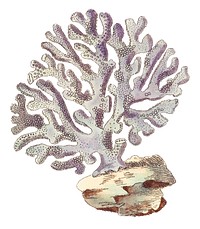 Violaceous Millipore coral illustration from The Naturalist's Miscellany (1789-1813) by George Shaw (1751-1813).