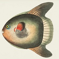Short Sun-fish illustration from The Naturalist&#39;s Miscellany (1789-1813) by George Shaw (1751-1813)