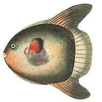 Short Sun-fish illustration from The Naturalist's Miscellany (1789-1813) by George Shaw (1751-1813)