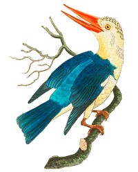 White-headed Kingfisher or Blue-green Kingfisher illustration from The Naturalist&#39;s Miscellany (1789-1813) by George Shaw (1751-1813)