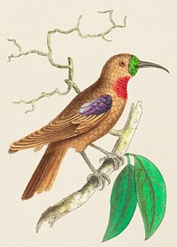 Purple-throated Creeper illustration from The Naturalist&#39;s Miscellany (1789-1813) by George Shaw (1751-1813)