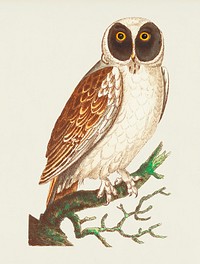 Masked Owl or White Owl illustration from The Naturalist&#39;s Miscellany (1789-1813) by George Shaw (1751-1813)