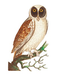 Masked Owl or White Owl illustration from The Naturalist's Miscellany (1789-1813) by George Shaw (1751-1813)
