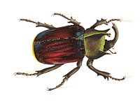 Typhon or Black scutellated Beetle illustration from The Naturalist&#39;s Miscellany (1789-1813) by George Shaw (1751-1813)