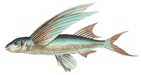 Middle-finned Flyingfish illustration from The Naturalist&#39;s Miscellany (1789-1813) by George Shaw (1751-1813)