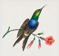 Furcated Hummingbird illustration from The Naturalist&#39;s Miscellany (1789-1813) by George Shaw (1751-1813)