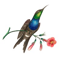 Furcated Hummingbird illustration from The Naturalist&#39;s Miscellany (1789-1813) by George Shaw (1751-1813)