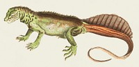 Amboina lizard or long-tailed variegeted Lizard illustration from The Naturalist&#39;s Miscellany (1789-1813) by George Shaw (1751-1813)