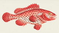 Sanguine perch or Red perch illustration from The Naturalist&#39;s Miscellany (1789-1813) by George Shaw (1751-1813)