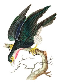 Purple-throated falcon or Blue falcon illustration from The Naturalist's Miscellany (1789-1813) by George Shaw (1751-1813)
