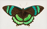 Green-banded tailed butterfly or Orontes illustration from The Naturalist&#39;s Miscellany (1789-1813) by George Shaw (1751-1813)