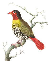 Variegated finch or Elegant finch illustration from The Naturalist&#39;s Miscellany (1789-1813) by George Shaw (1751-1813)