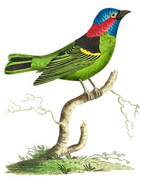 Collared tanager or Green tanager illustration from The Naturalist&#39;s Miscellany (1789-1813) by George Shaw (1751-1813)