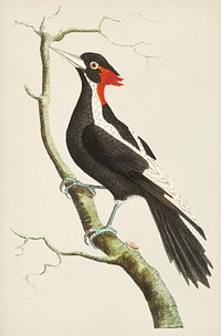 White-billed woodpecker illustration from The Naturalist&#39;s Miscellany (1789-1813) by George Shaw (1751-1813)