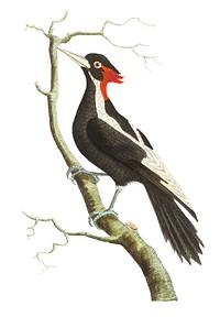 White-billed woodpecker illustration from The Naturalist's Miscellany (1789-1813) by George Shaw (1751-1813)