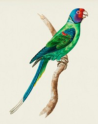 Fridytutah Parrakeet or Long-tailed Green Parrakeet illustration from The Naturalist&#39;s Miscellany (1789-1813) by George Shaw (1751-1813)