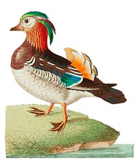 Chinese Teal or Mandarin Duck illustration from The Naturalist&#39;s Miscellany (1789-1813) by George Shaw (1751-1813)