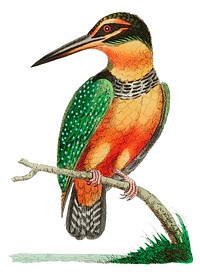 Spotted Kingfisher illustration from The Naturalist&#39;s Miscellany (1789-1813) by George Shaw (1751-1813)