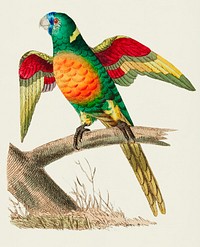 Red-breasted Parrakeet or Long-tailed Green Parrot illustration from The Naturalist&#39;s Miscellany (1789-1813) by George Shaw (1751-1813)